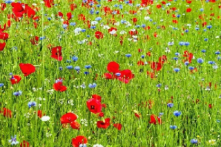 Imatge d'un camp florit