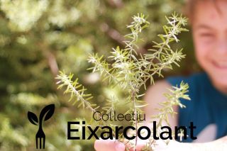 eixarcolant