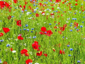 Imatge d'un camp florit