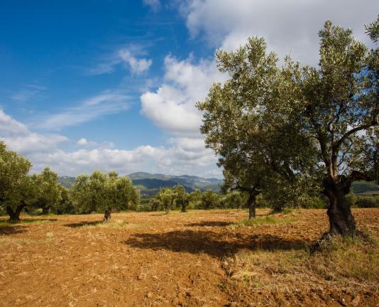 Paisaje de olivos