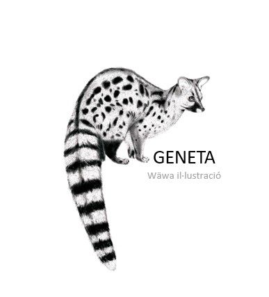 Geneta