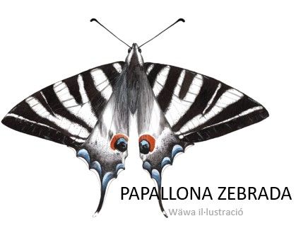 papallona zebrada