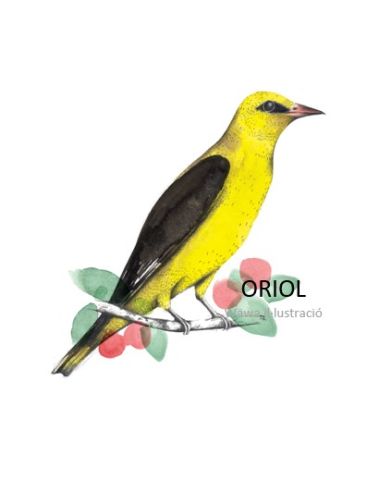 Oriol