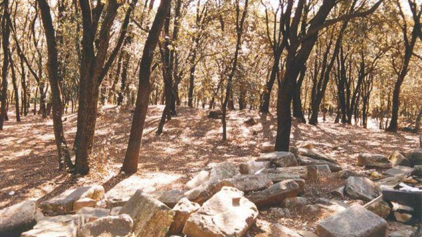 Bosc del torrent de la Mesquita. Foto: Josep Ma Molist Vilanova