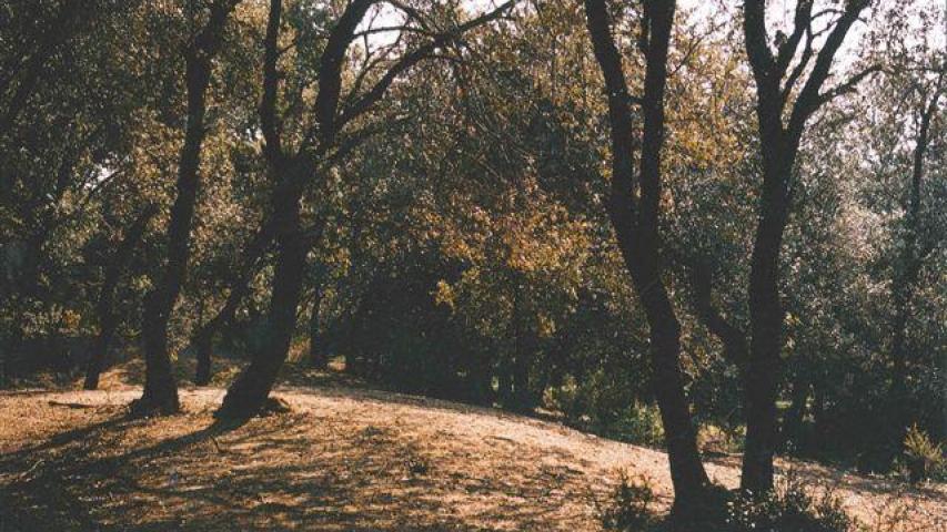 Bosc del torrent de la Mesquita. Foto: Antoni Mañosas Bassa