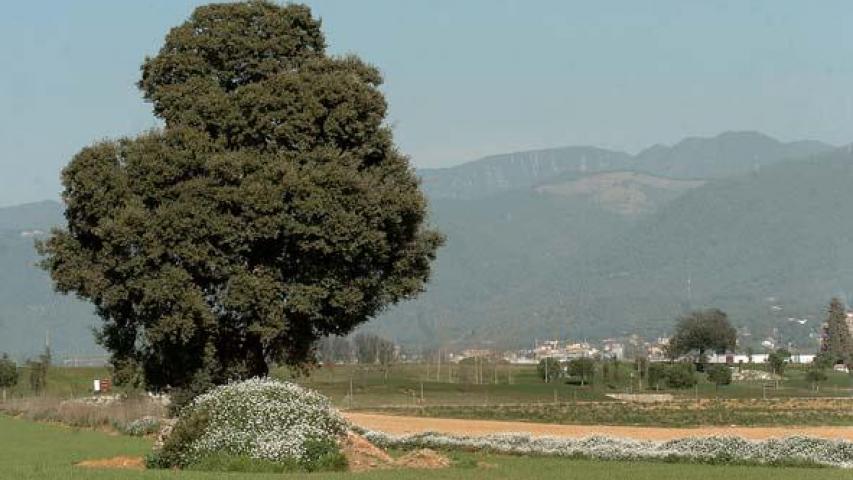 Camp aviació Rosanes