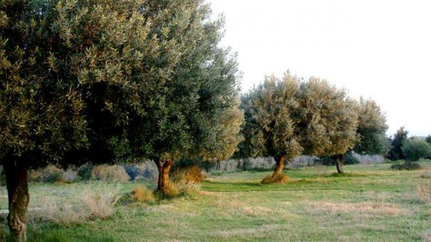 Oliveres al Turó d'en Puig Foto: Pere Comellas