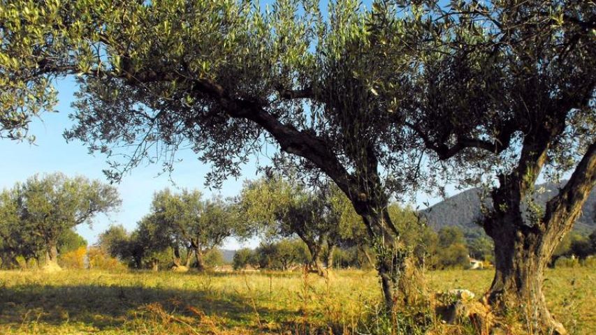 Oliveres de Can Violí