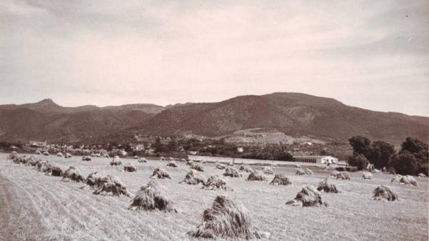 Camps de blat de can Terrers als anys 40 del segle XX. Fons Albert Roca Ruaix, Centre de Documentació Històrica de la Garriga