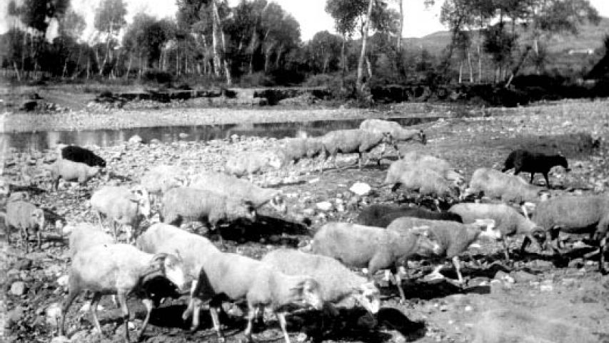Un ramat d’ovelles al riu Congost, l’any 1904. Fons Blancafort (AHCO), Centre de Documentació Històrica de la Garriga