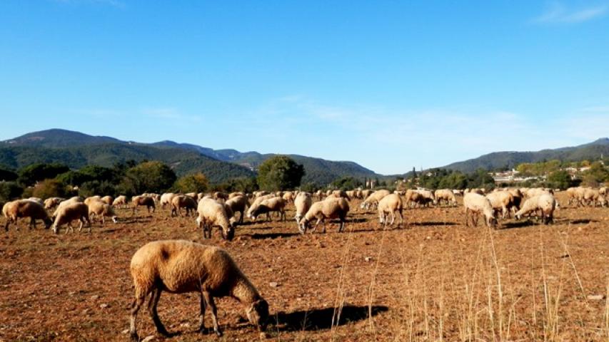 Un ramat d’ovelles a la zona del Pla de les Parets. Fons Projecte la Garriga rural 2013, Sara Riera, Centre de Documentació Històrica de la Garriga
